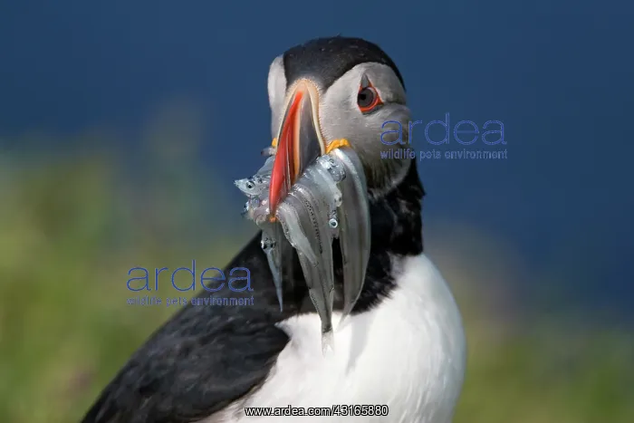 : Atlantic Puffin : Atlantic Puffin