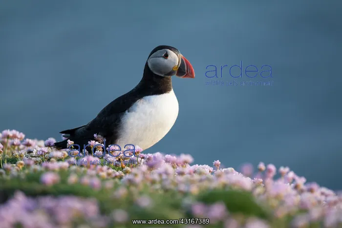 : Atlantic Puffin : Atlantic Puffin