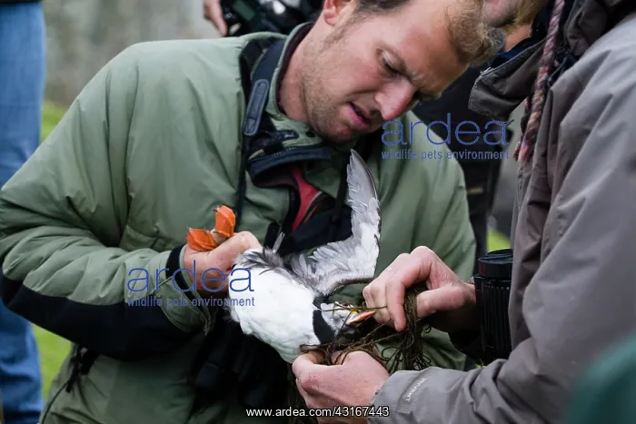  : Atlantic Puffin