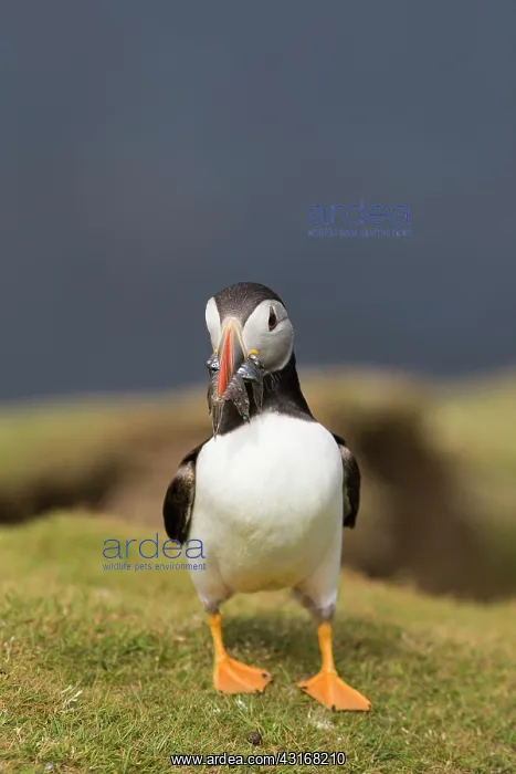 : Atlantic Puffin : Atlantic Puffin