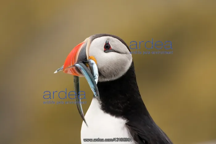 : Atlantic Puffin : Atlantic Puffin