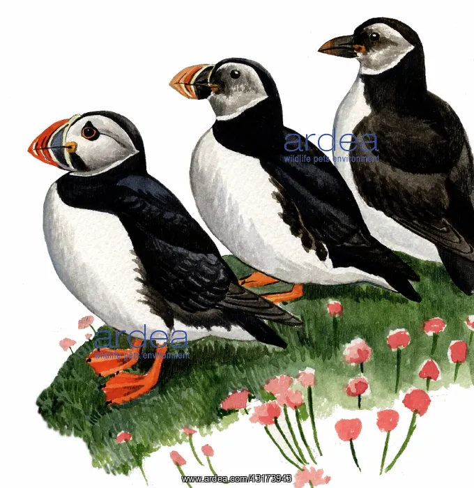 : Atlantic Puffin : Atlantic Puffin