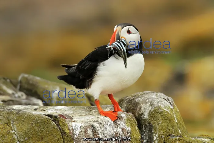 : Atlantic Puffin : Atlantic Puffin