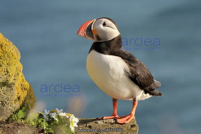 : Atlantic Puffin : Atlantic Puffin
