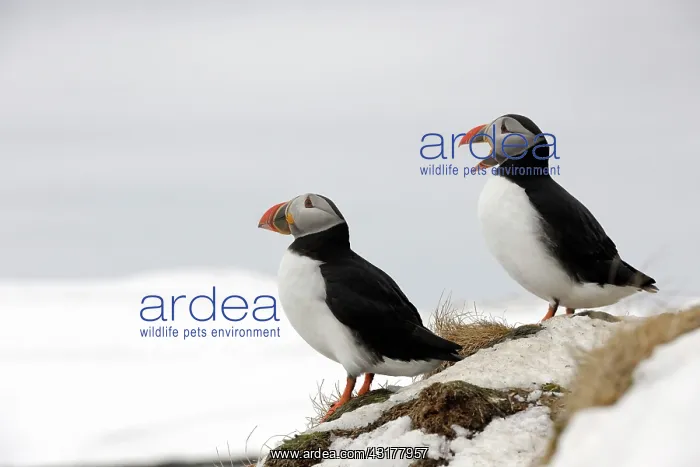 : Atlantic Puffin : Atlantic Puffin