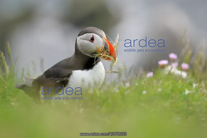 : Atlantic Puffin : Atlantic Puffin