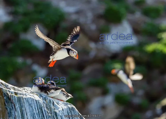 : Atlantic Puffin : Atlantic Puffin
