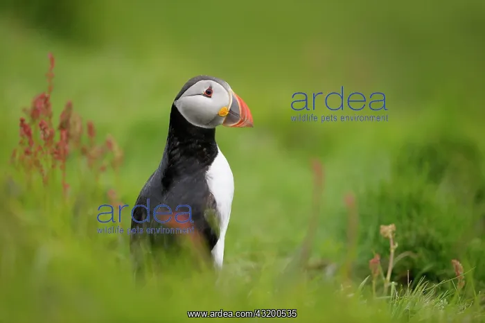 : Atlantic Puffin : Atlantic Puffin