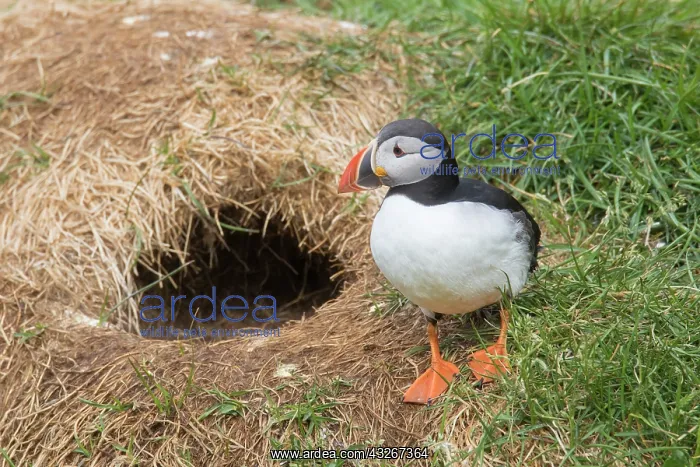 : Atlantic Puffin - adult bird ath the nesting place : Atlantic Puffin - adult bird ath the nesting place