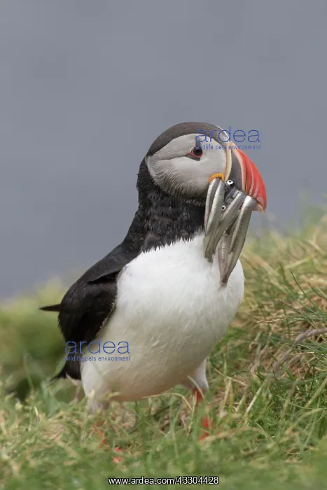 : Atlantic Puffin - adult bird with fish in its bill : Atlantic Puffin - adult bird with fish in its bill