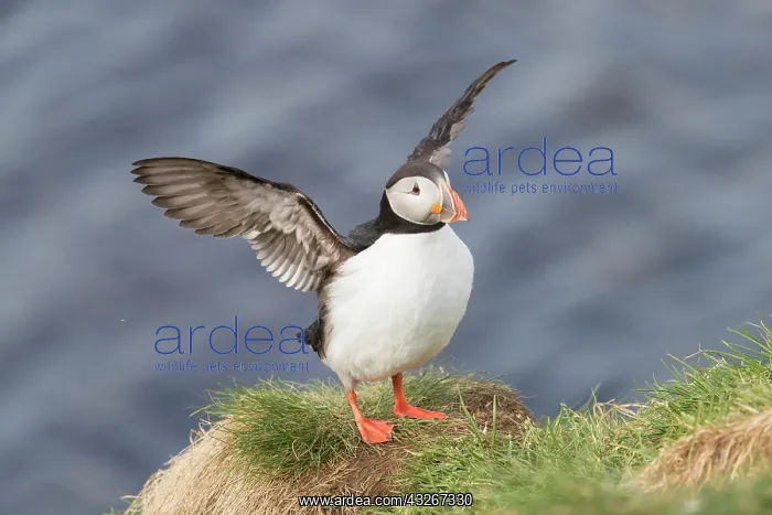 : Atlantic Puffin - adult bird flapping its wings : Atlantic Puffin - adult bird flapping its wings