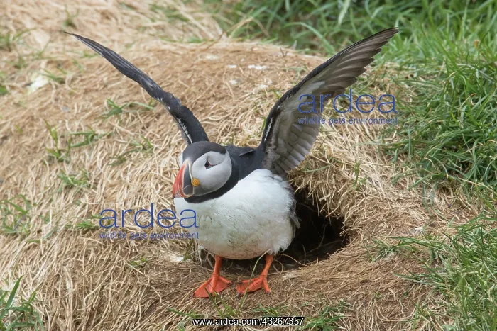 : Atlantic Puffin - adult bird flapping its wings : Atlantic Puffin - adult bird flapping its wings