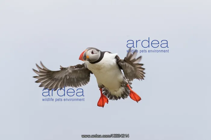 : Atlantic Puffin - adult bird in flight - Iceland : Atlantic Puffin - adult bird in flight - Iceland