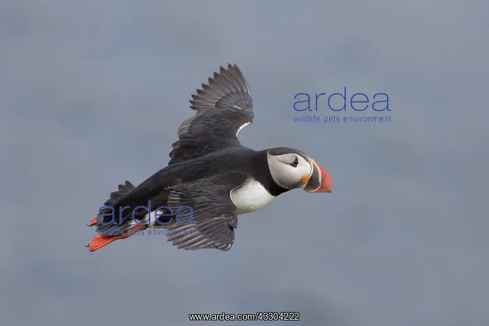 : Atlantic Puffin - adult bird in flight - Iceland : Atlantic Puffin - adult bird in flight - Iceland