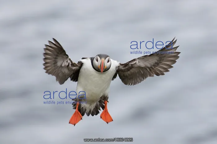 : Atlantic Puffin - adult bird in flight - Iceland : Atlantic Puffin - adult bird in flight - Iceland