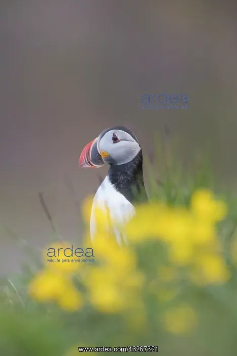 : Atlantic Puffin - adult bird - Iceland : Atlantic Puffin - adult bird - Iceland