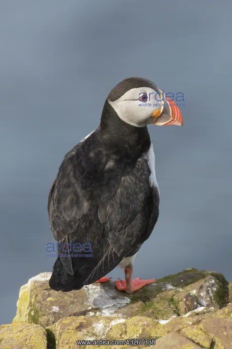 : Atlantic Puffin - adult bird - Iceland : Atlantic Puffin - adult bird - Iceland