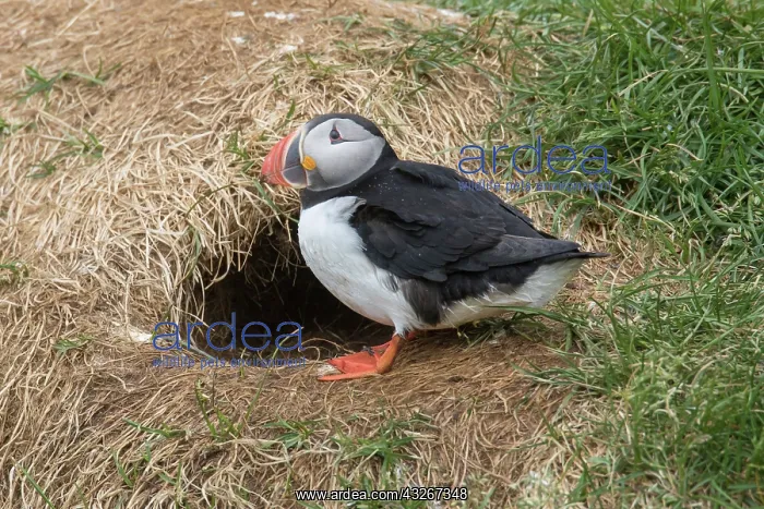 : Atlantic Puffin - adult bird - Iceland : Atlantic Puffin - adult bird - Iceland