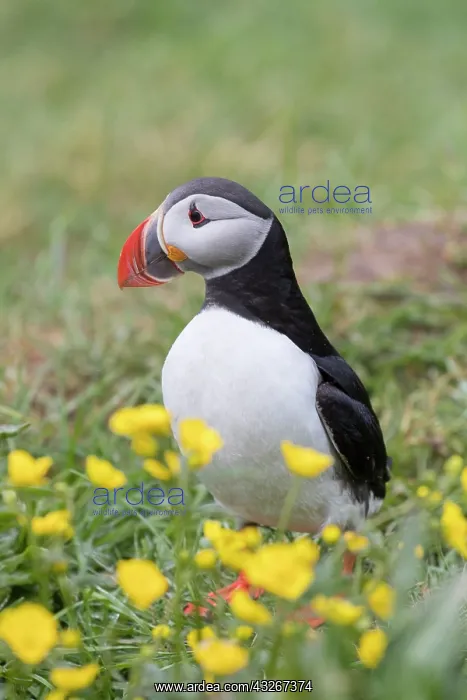 : Atlantic Puffin - adult bird - Iceland : Atlantic Puffin - adult bird - Iceland