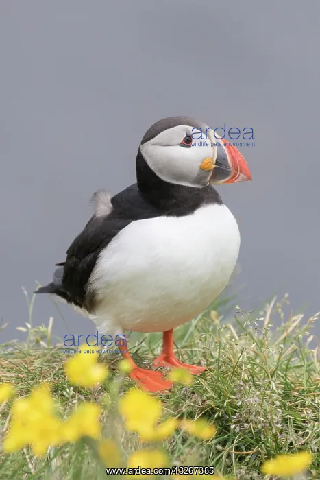 : Atlantic Puffin - adult bird - Iceland : Atlantic Puffin - adult bird - Iceland