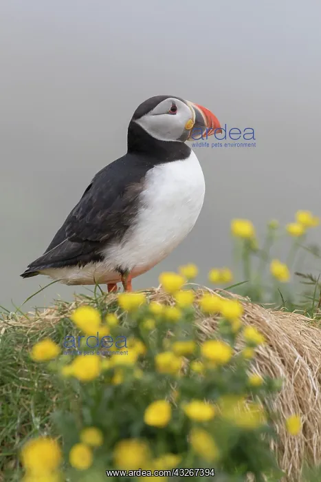 : Atlantic Puffin - adult bird - Iceland : Atlantic Puffin - adult bird - Iceland