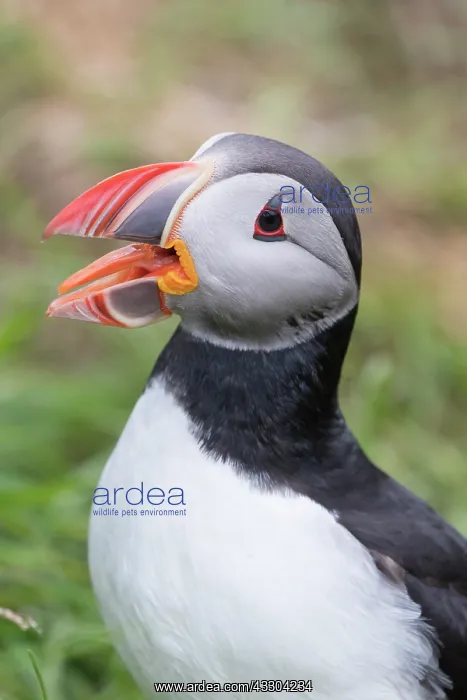 : Atlantic Puffin - adult bird portrait - Iceland : Atlantic Puffin - adult bird portrait - Iceland