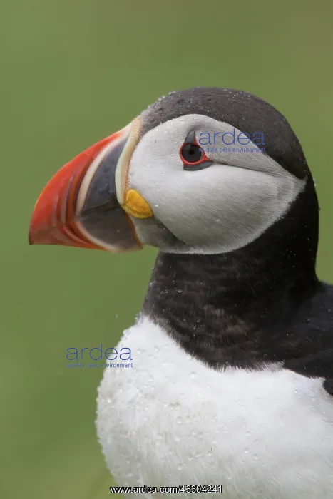 : Atlantic Puffin - adult bird portrait - Iceland : Atlantic Puffin - adult bird portrait - Iceland