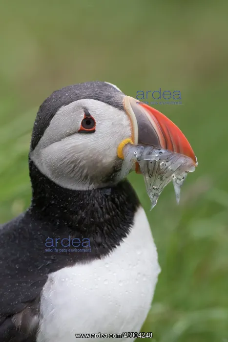 : Atlantic Puffin - adult bird portrait - Iceland : Atlantic Puffin - adult bird portrait - Iceland