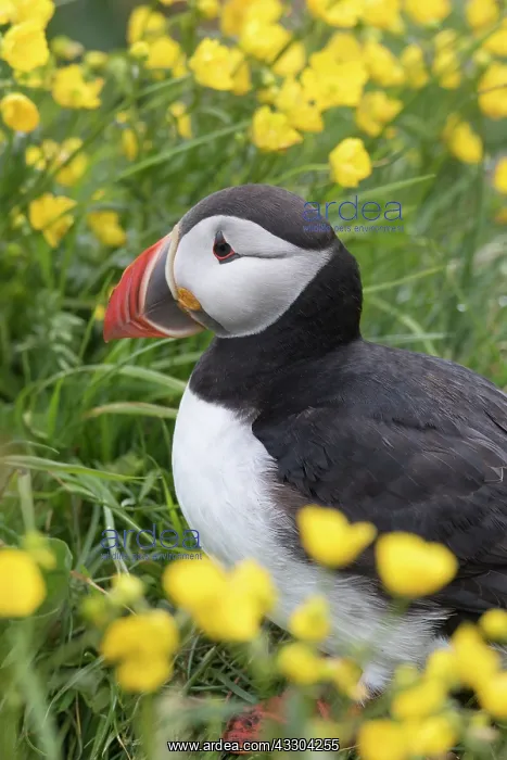 : Atlantic Puffin - adult bird portrait - Iceland : Atlantic Puffin - adult bird portrait - Iceland