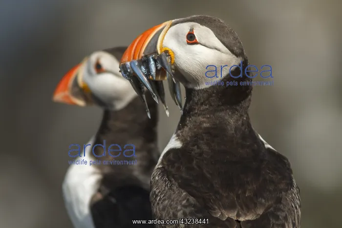 : Atlantic Puffin adult portrait Farne Islands United Kin : Atlantic Puffin adult portrait Farne Islands United Kin