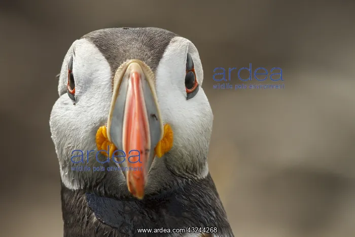 : Atlantic Puffin adult portrait Farne Islands United Kin : Atlantic Puffin adult portrait Farne Islands United Kin