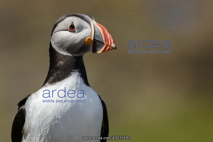 : Atlantic Puffin - adult portrait - Scotland, United Kingdom : Atlantic Puffin - adult portrait - Scotland, United Kingdom