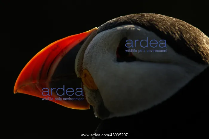 : Atlantic Puffin - adult portrait - Scotland, United Kingdom : Atlantic Puffin - adult portrait - Scotland, United Kingdom