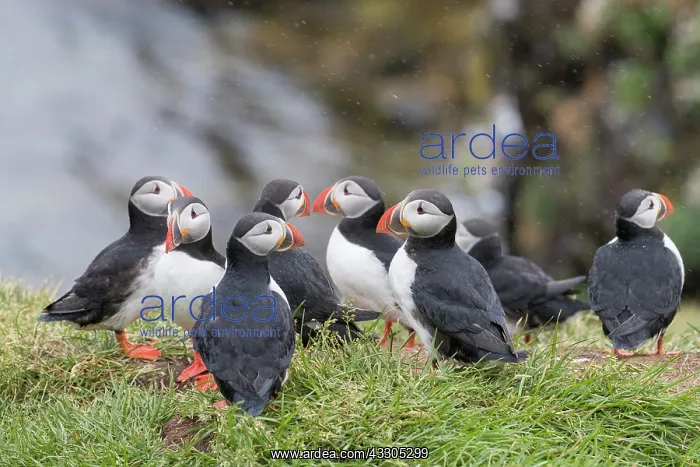 : Atlantic Puffin - breeding colony - Iceland : Atlantic Puffin - breeding colony - Iceland