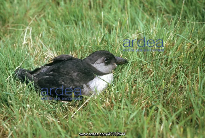: Atlantic Puffin Chick : Atlantic Puffin Chick