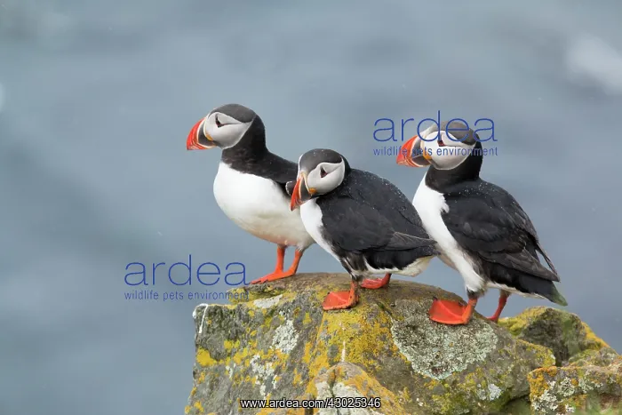 : Atlantic Puffin - three on cliff : Atlantic Puffin - three on cliff