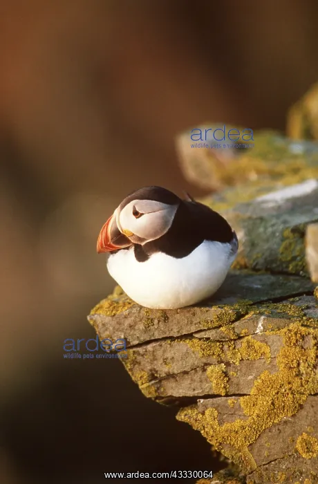 : Atlantic PUFFIN - on cliff edge : Atlantic PUFFIN - on cliff edge