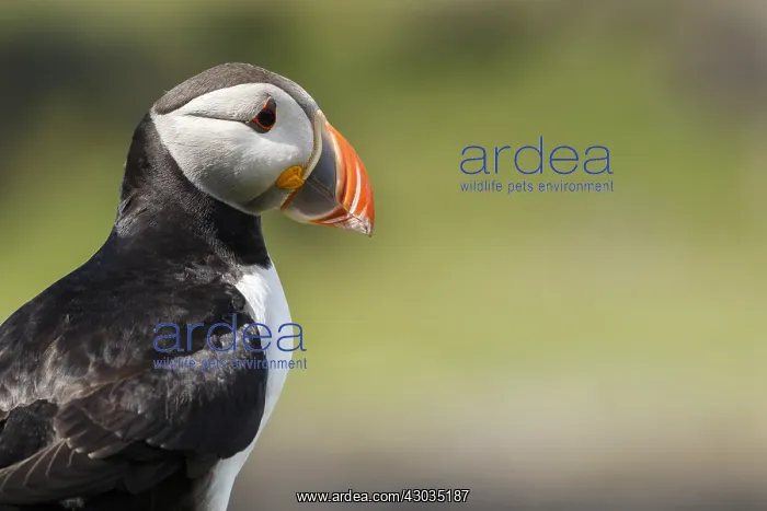 : Atlantic Puffin - on cliffs - Scotland, United Kingdom : Atlantic Puffin - on cliffs - Scotland, United Kingdom