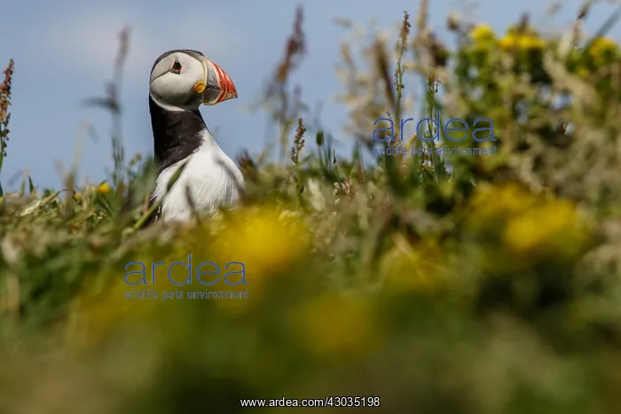 : Atlantic Puffin - on cliffs - Scotland, United Kingdom : Atlantic Puffin - on cliffs - Scotland, United Kingdom