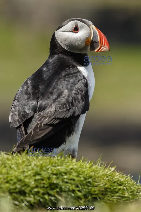 : Atlantic Puffin - on cliffs - Scotland, United Kingdom : Atlantic Puffin - on cliffs - Scotland, United Kingdom