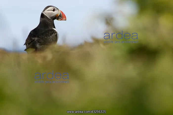 : Atlantic Puffin - on cliffs - Scotland, United Kingdom : Atlantic Puffin - on cliffs - Scotland, United Kingdom