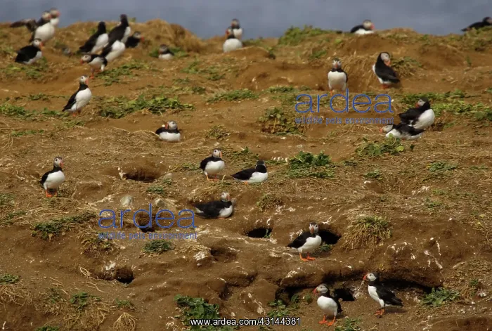 : Atlantic Puffin colony : Atlantic Puffin colony