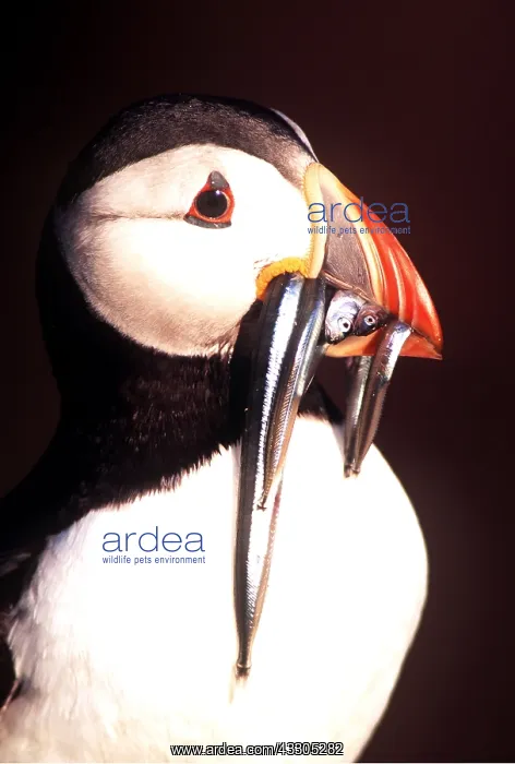 : Atlantic PUFFIN - with eels in beak : Atlantic PUFFIN - with eels in beak