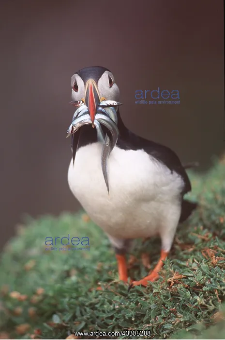 : Atlantic PUFFIN - with eels in beak : Atlantic PUFFIN - with eels in beak