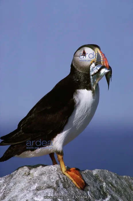 : Atlantic Puffin with fish : Atlantic Puffin with fish