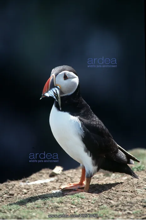 : Atlantic PUFFIN - with fish in beak : Atlantic PUFFIN - with fish in beak