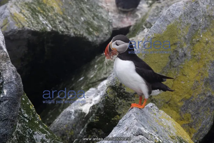 : Atlantic Puffin with fish prey : Atlantic Puffin with fish prey