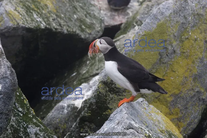  : Atlantic Puffin with fish prey