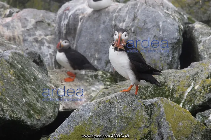 : Atlantic Puffin with fish prey : Atlantic Puffin with fish prey