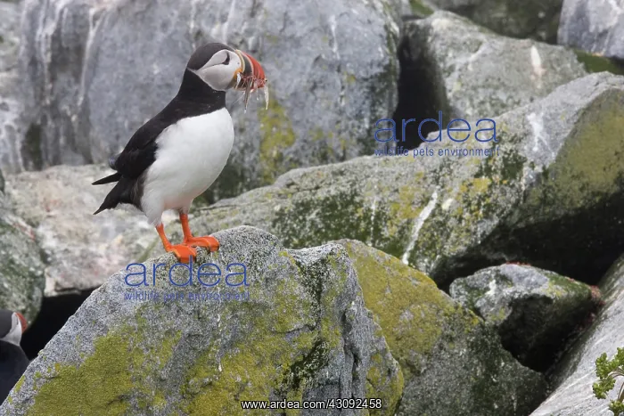 : Atlantic Puffin with fish prey : Atlantic Puffin with fish prey